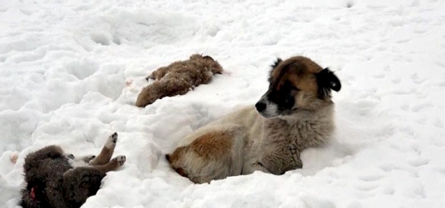 5 gündür donarak ölen yavrularının başında