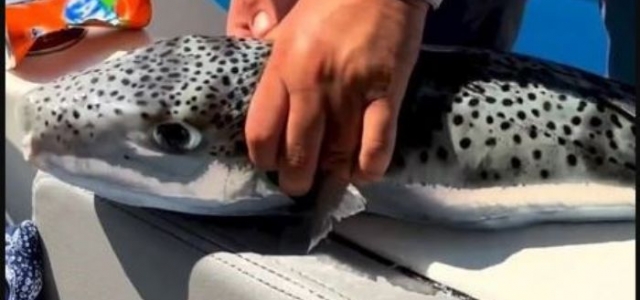 Akdeniz’de Balon balığı acil uyarısı