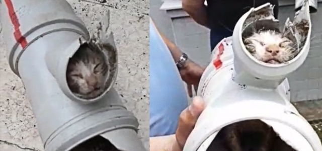 Boruya Sıkışan Kedi Yavrusunu İtfaiye Ekipleri Kurtardı