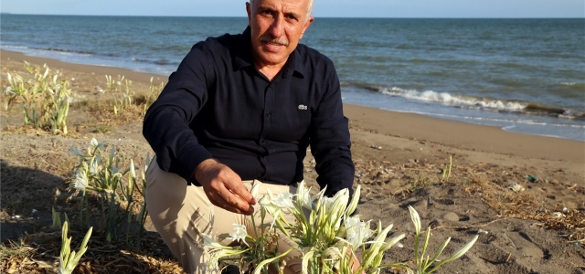 Kum Zambakları Akdeniz Belediyesi'nin Korumasında