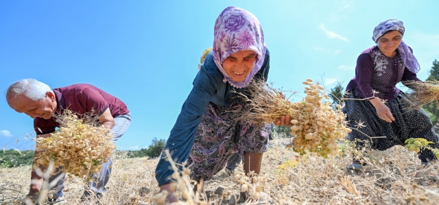 Mersin Büyükşehir'den Gülnar'a Nohut Tohıumu...