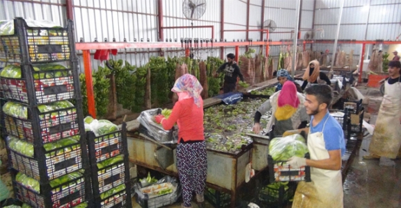 ŞOK HABER!  ANAMUR VE BOZYAZI’DAKİ MUZ TÜCCARLARI İNCELEME ALTINDA!