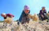Mersin Büyükşehir'den Gülnar'a Nohut Tohıumu...