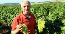 Akdeniz Belediyesi üzüm şenliği düzenliyor