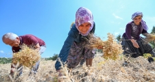 Mersin Büyükşehir'den Gülnar'a Nohut Tohıumu...