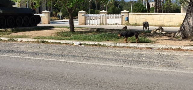 ŞEHİTLİK Mİ? BARINAK MI?